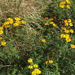 Meet your Posher, Jannah